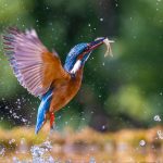 5 Best Budget Lenses For Bird Photography (Reviewed)